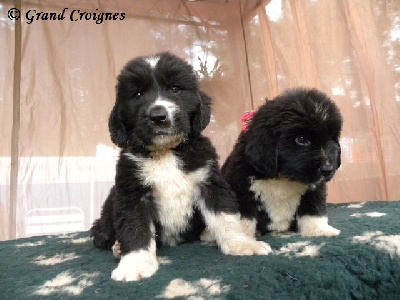 Du Domaine du Grand Croignes - Les bébés en photo