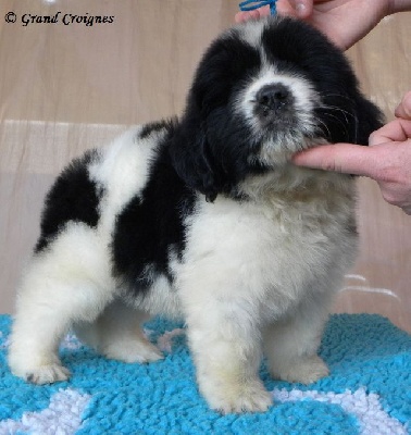 Du Domaine du Grand Croignes - Photos des bébés blanc & noir d'Eos