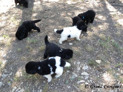 Du Domaine du Grand Croignes - Nouvelles photos des chiots ...