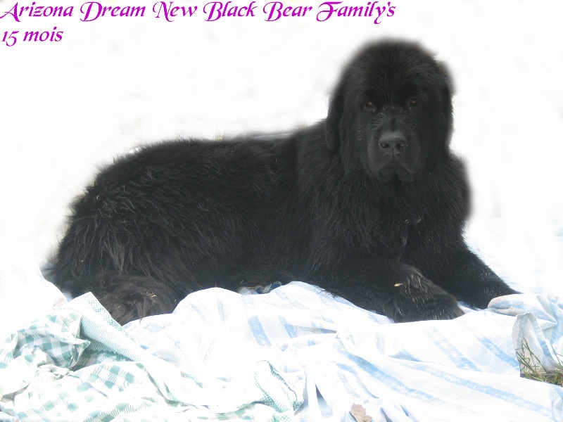 Arizona dream New black bear family's