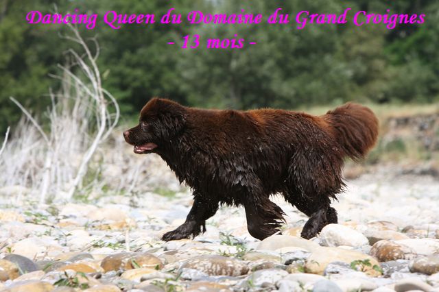 CH. Dancing queen Du Domaine du Grand Croignes