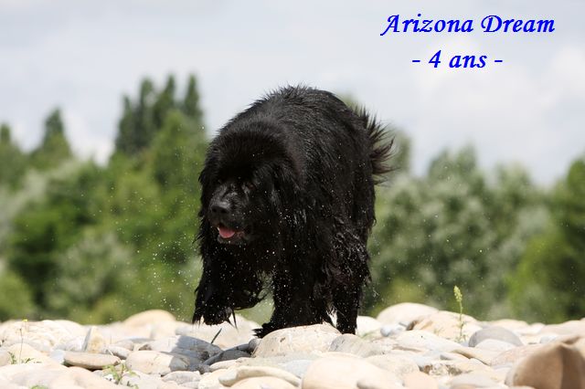 Arizona dream New black bear family's
