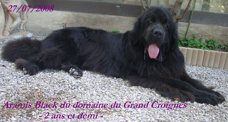 Aramis black Du Domaine du Grand Croignes