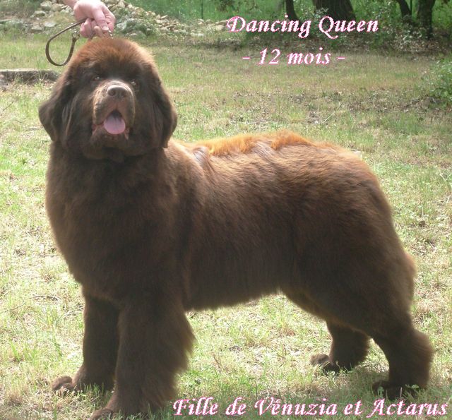 CH. Dancing queen Du Domaine du Grand Croignes