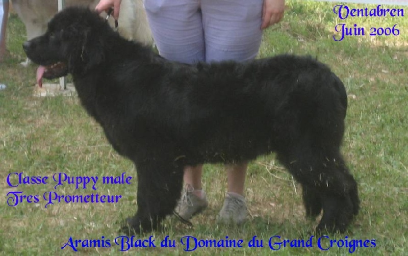 Aramis black Du Domaine du Grand Croignes