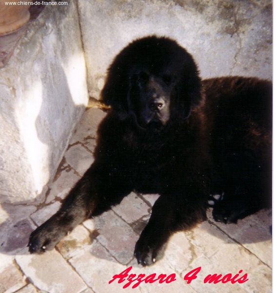 Azzaro black Du Domaine du Grand Croignes
