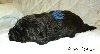 Chiot noir Collier Bleu Marine