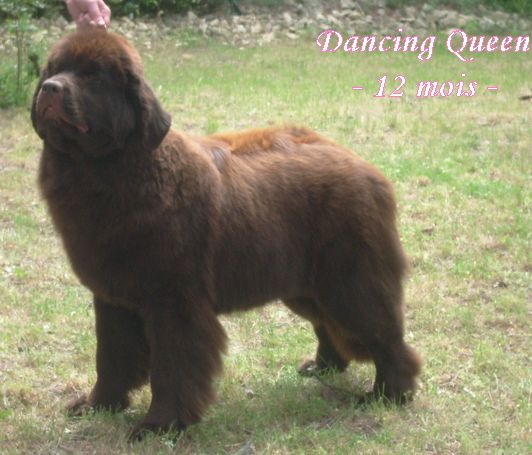 CH. Dancing queen Du Domaine du Grand Croignes