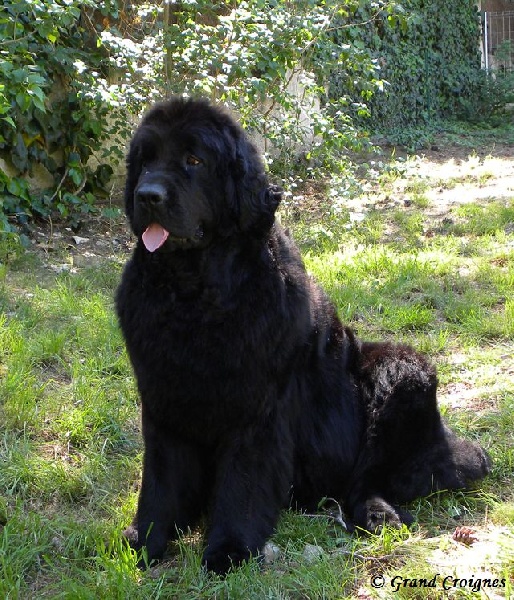 Diamenteka skipper's du Pays de Brocéliande