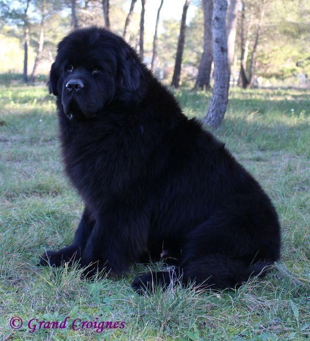 nandobears Addicted to Love