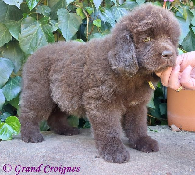 Un chiot disponible à la réservation