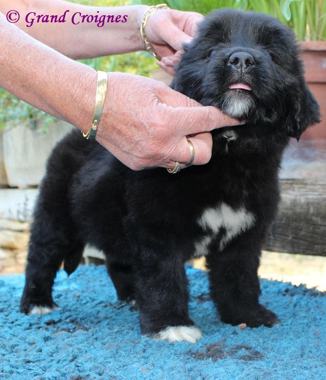 Du Domaine du Grand Croignes - Chiots disponibles - Terre-neuve