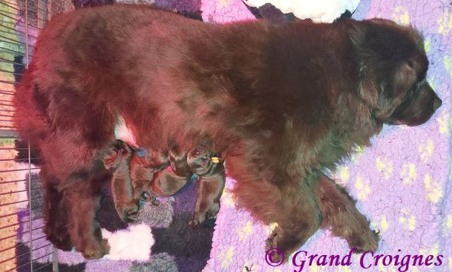 Chiot Terre-neuve Du Domaine du Grand Croignes