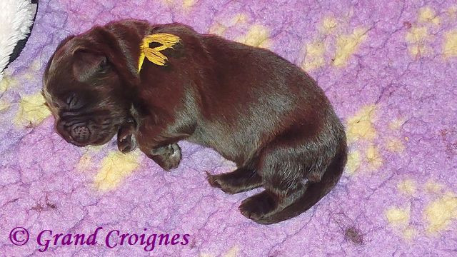Du Domaine du Grand Croignes - Chiots disponibles - Terre-neuve