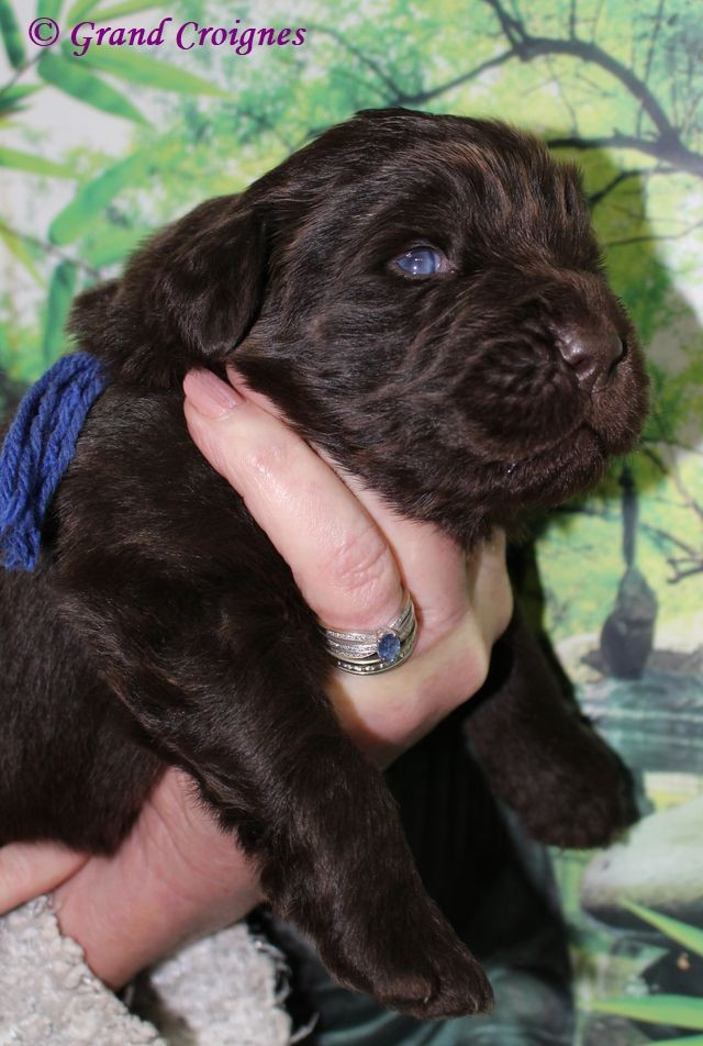 Du Domaine du Grand Croignes - Chiots disponibles - Terre-neuve