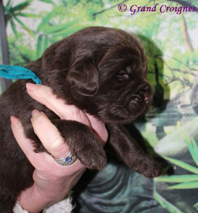 Du Domaine du Grand Croignes - Chiots disponibles - Terre-neuve