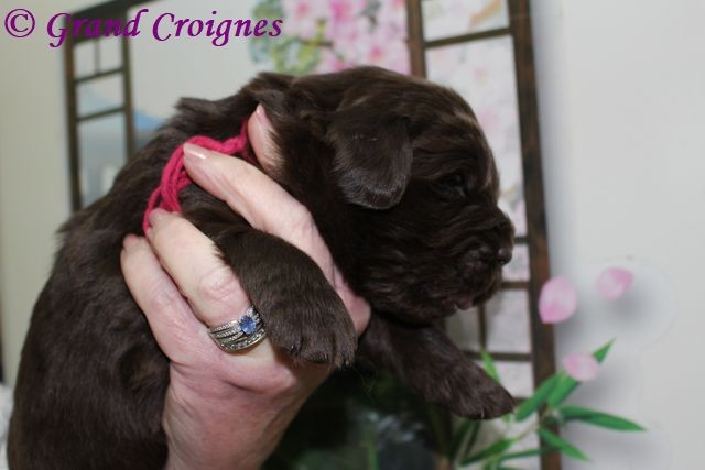 Du Domaine du Grand Croignes - Chiots disponibles - Terre-neuve
