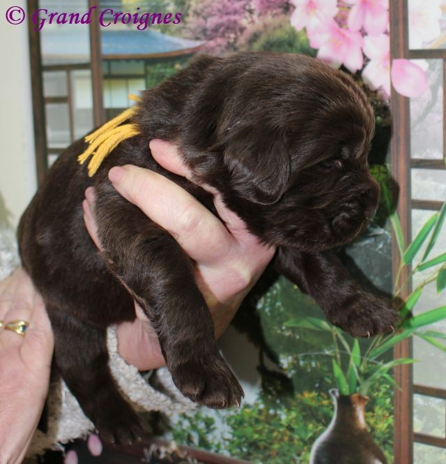 Du Domaine du Grand Croignes - Chiots disponibles - Terre-neuve