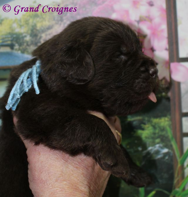 Du Domaine du Grand Croignes - Chiots disponibles - Terre-neuve
