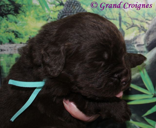 Du Domaine du Grand Croignes - Chiots disponibles - Terre-neuve