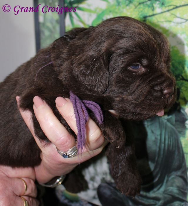 Du Domaine du Grand Croignes - Chiots disponibles - Terre-neuve
