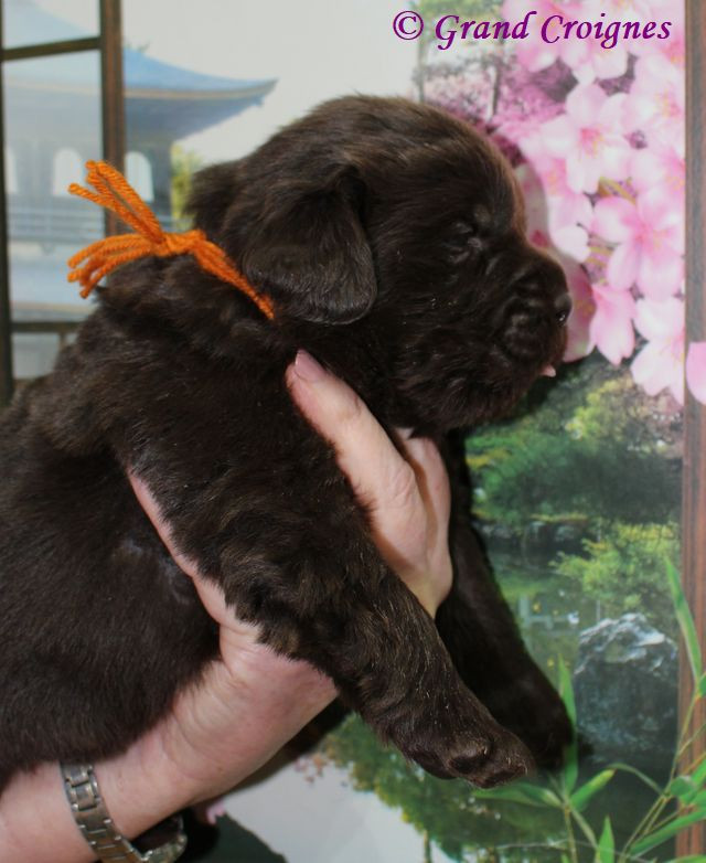 Du Domaine du Grand Croignes - Chiots disponibles - Terre-neuve