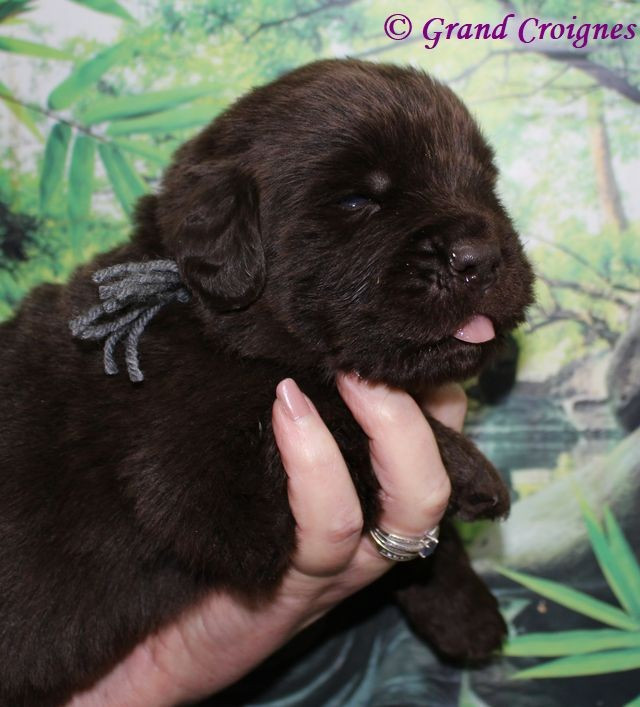 Du Domaine du Grand Croignes - Chiots disponibles - Terre-neuve