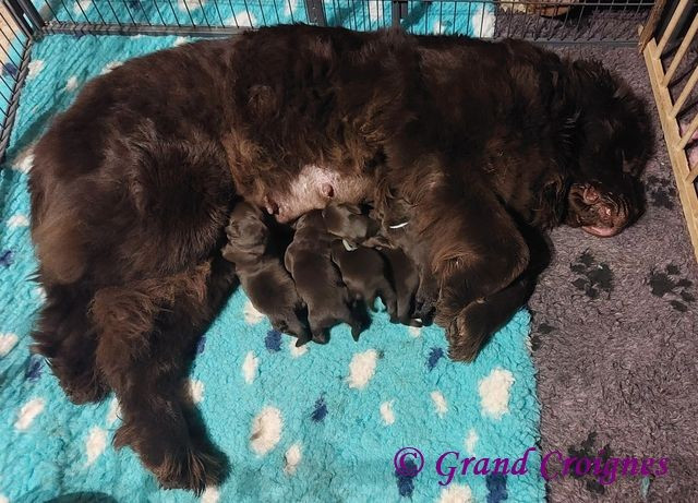 Chiot Terre-neuve Du Domaine du Grand Croignes