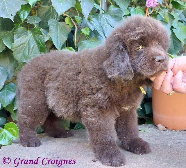 Du Domaine du Grand Croignes - Chiots disponibles - Terre-neuve