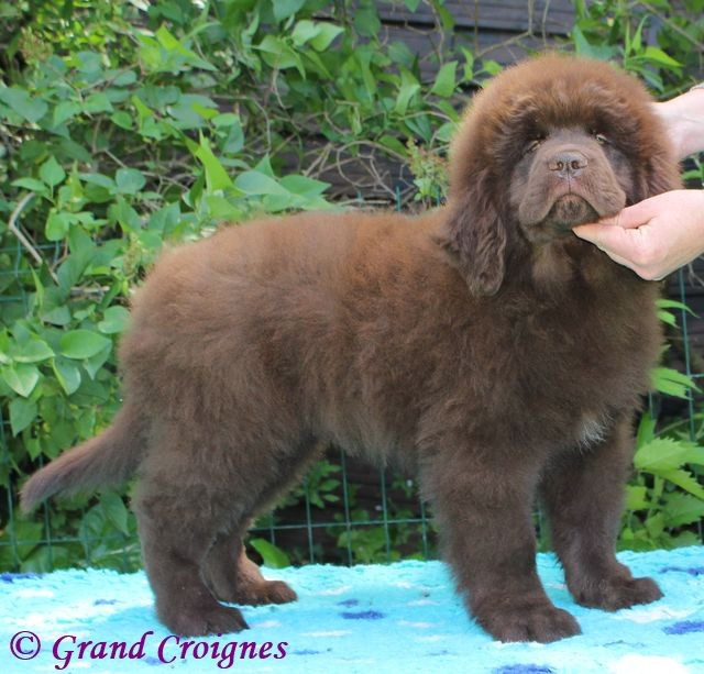 Du Domaine du Grand Croignes - Chiots disponibles - Terre-neuve