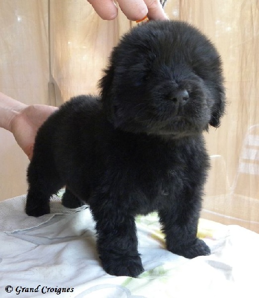 Du Domaine du Grand Croignes - Terre-neuve - Portée née le 13/07/2012