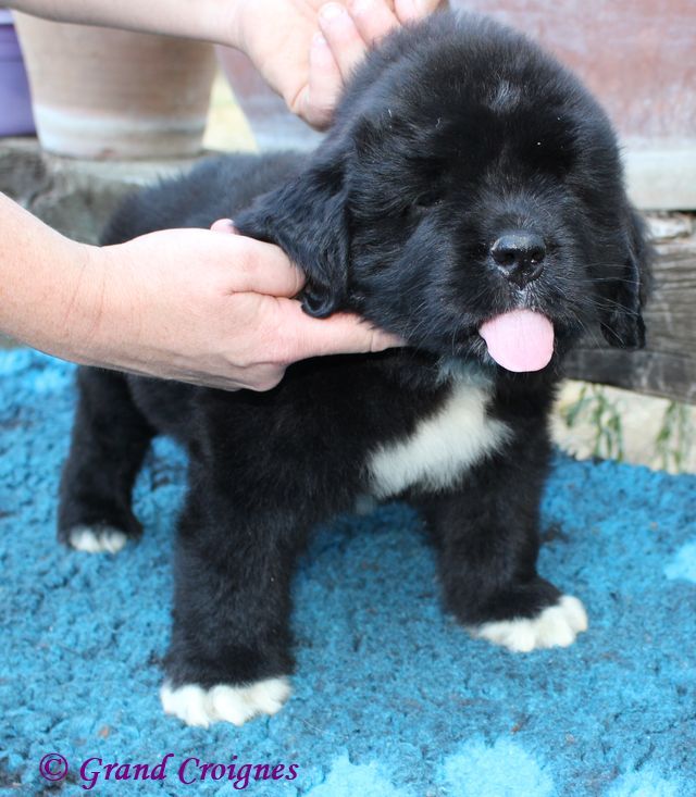 Du Domaine du Grand Croignes - Chiots disponibles - Terre-neuve